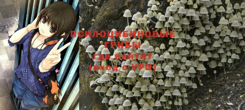 blacksprut ссылки  Сарапул  Псилоцибиновые грибы Psilocybine cubensis  наркота 